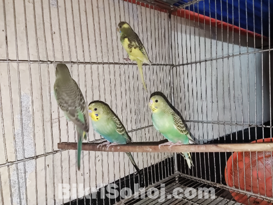 Budgerigar